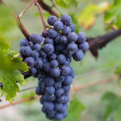E7A9713 Barolo DOCG del comune di Serralunga d'Alba - 2020