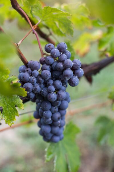E7A9713 Barolo DOCG del comune di Serralunga d'Alba - 2020