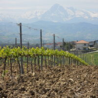 I_vigneti_1 Montepulciano d’Abruzzo Colline Teramane DOCG - 2024
