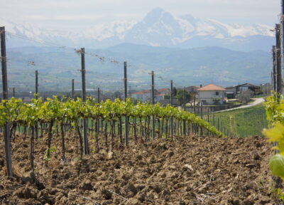 Montepulciano d’Abruzzo Colline Teramane DOCG - 2024