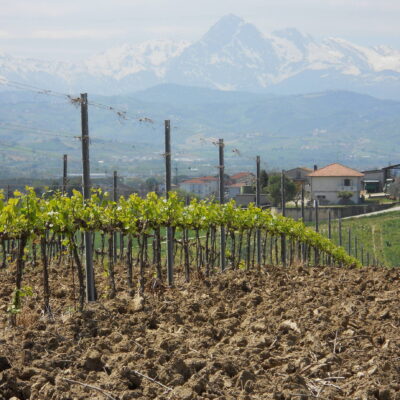 Montepulciano d’Abruzzo Colline Teramane DOCG - 2024