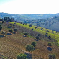 Immagine_riserva_Naturale Montepulciano d’Abruzzo Colline Teramane DOCG - 2024