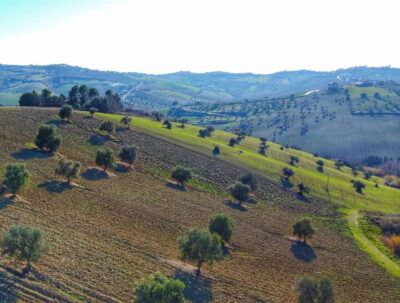 Montepulciano d’Abruzzo Colline Teramane DOCG - 2024