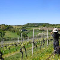 La_Raia_Azienda_Agricola_Vigneti_1 Gavi DOCG Pleo - 2025