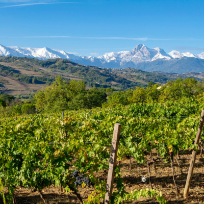 Montepulciano d’Abruzzo Colline Teramane DOCG - 2024