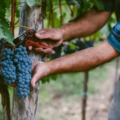 Montepulciano d’Abruzzo Colline Teramane DOCG - 2024