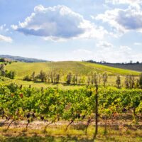 download-1_4_1 Gavi DOCG Pleo - 2025