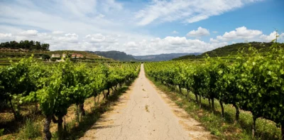 El Vol de l'Aliga - 2022 - Priorat DOQ