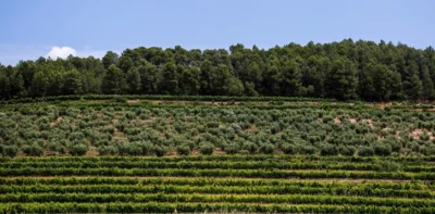 El Vol de l'Aliga - 2022 - Priorat DOQ