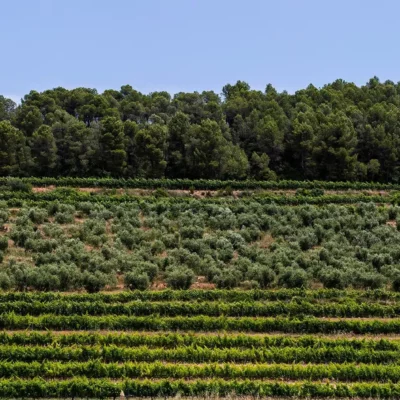 El Vol de l'Aliga - 2022 - Priorat DOQ