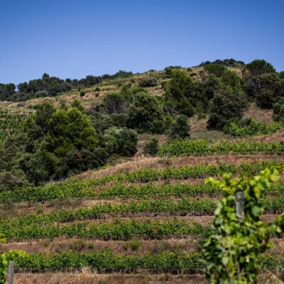 El Vol de l'Aliga - 2022 - Priorat DOQ