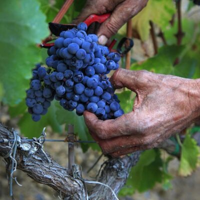 El Vol de l'Aliga - 2022 - Priorat DOQ