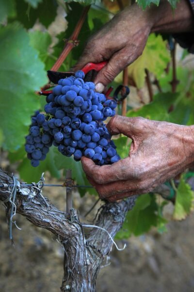 El Vol de l'Aliga - 2022 - Priorat DOQ