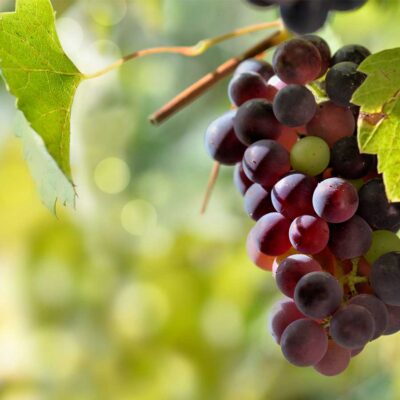 uvas-homes Mas de Sella Selección - 2020